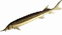 Рыба – осетр звездчатый, или севрюга (Aeipenser stellatus)